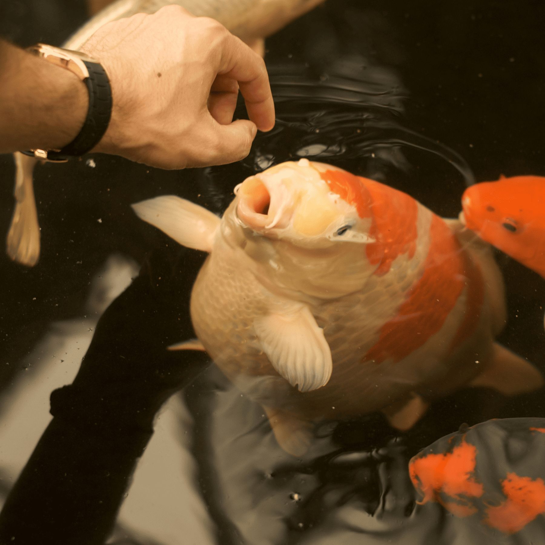 Nahaufnahme eines Koi-Fisches, der aus dem Wasser ragt, mit einer Hand, die Futter anbietet.