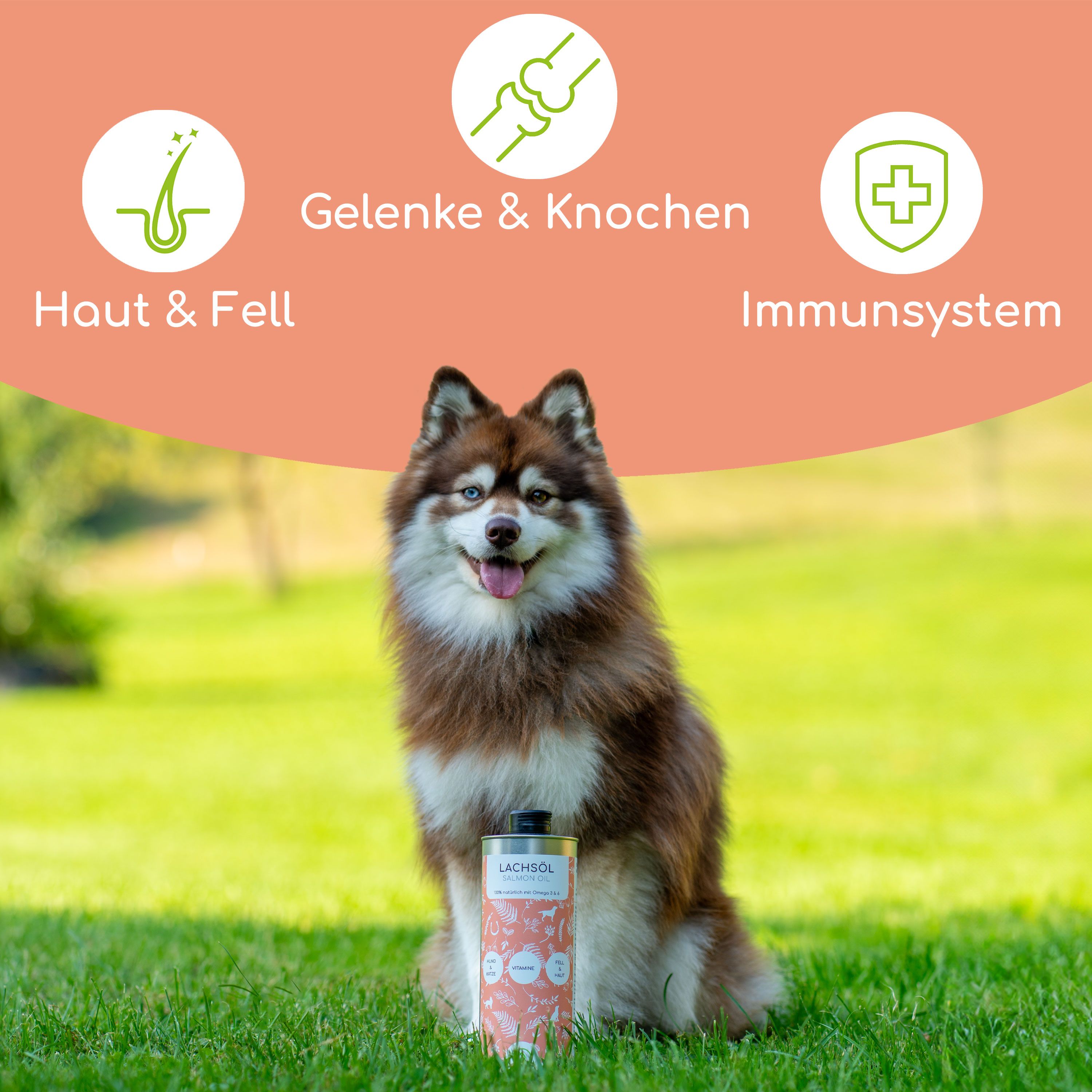 Ein Hund sitzt im Gras neben einer Dose Wolfsbacher Natur Lachsöl. Auf der Dose sind Illustrationen und Text zu sehen.