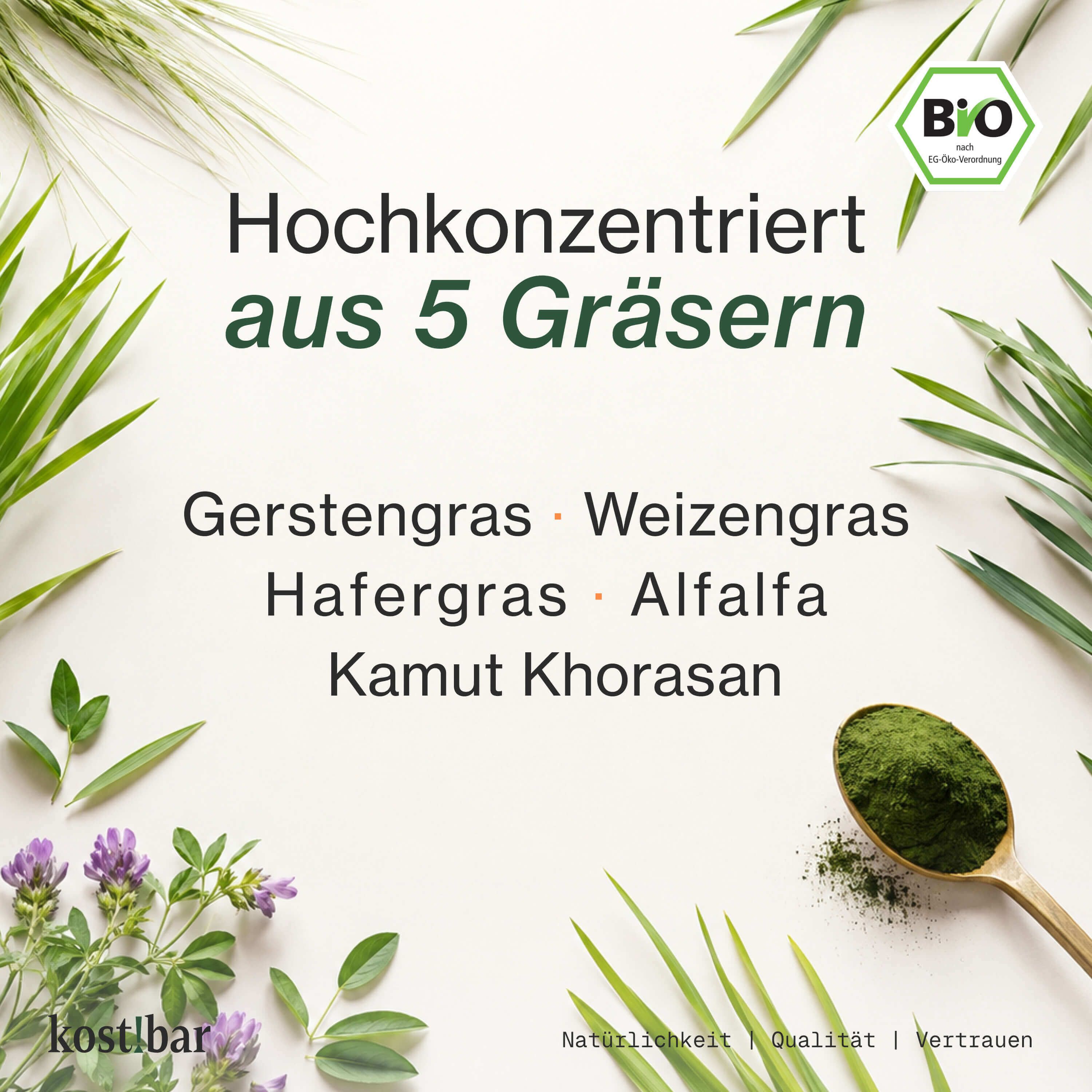 Hochkonzentriert aus 5 Gräsern: Gerstengras, Weizengras, Hafergras, Alfalfa, Kamut Khorasan. Löffel mit Pulver.