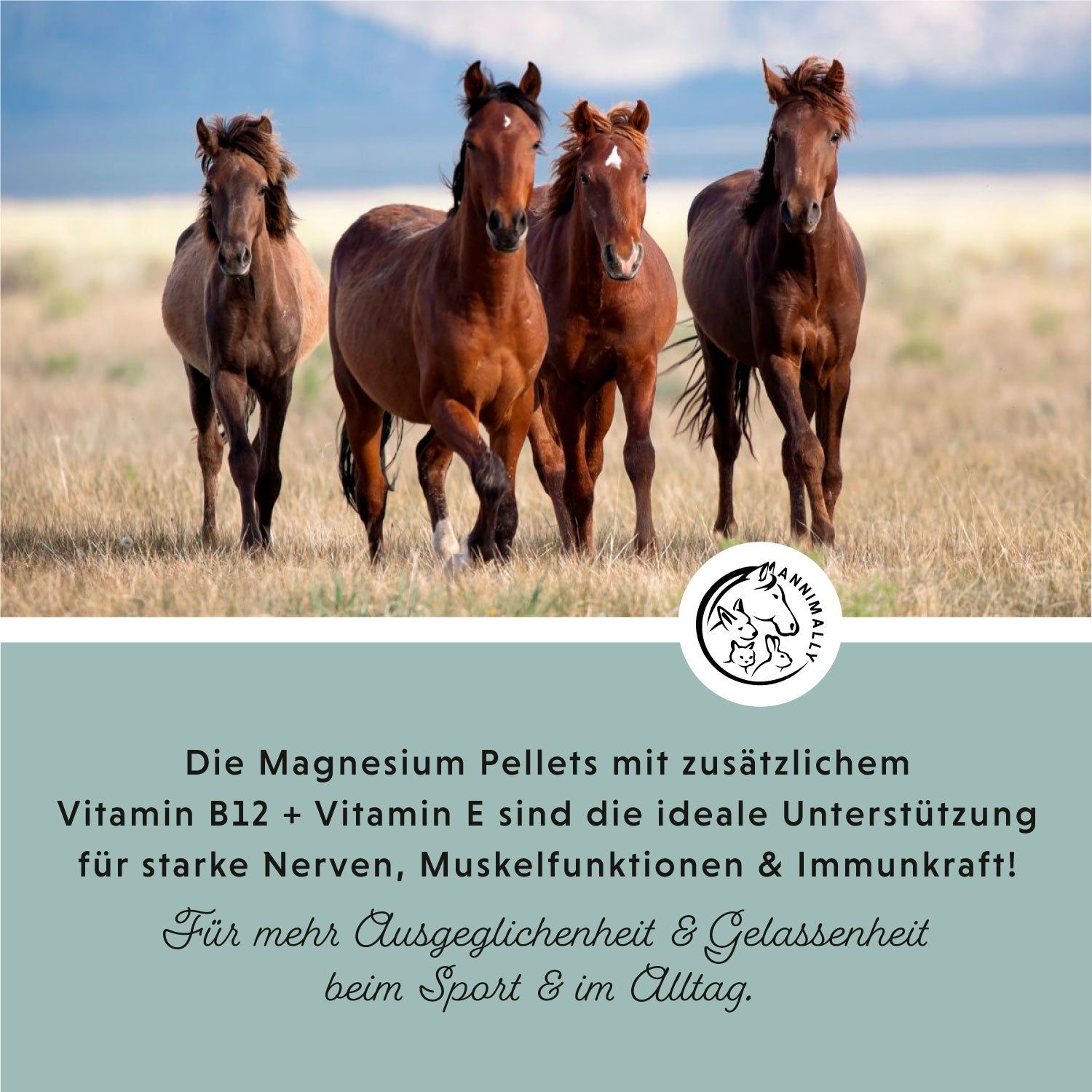 Vier Pferde stehen nebeneinander. Textfeld mit Text über Magnesium Pellets, Vitamin B12 & E. Logo mit Pferd und Kaninchen.