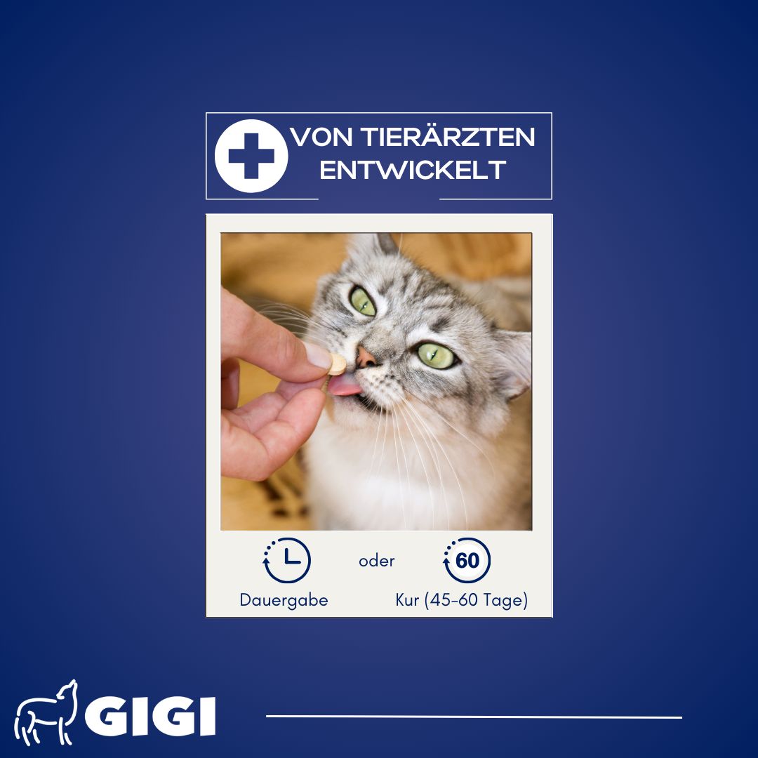 Katze bekommt Tablette. Text: "Dauergabe oder Kur (45-60 Tage)". GIGI Logo.