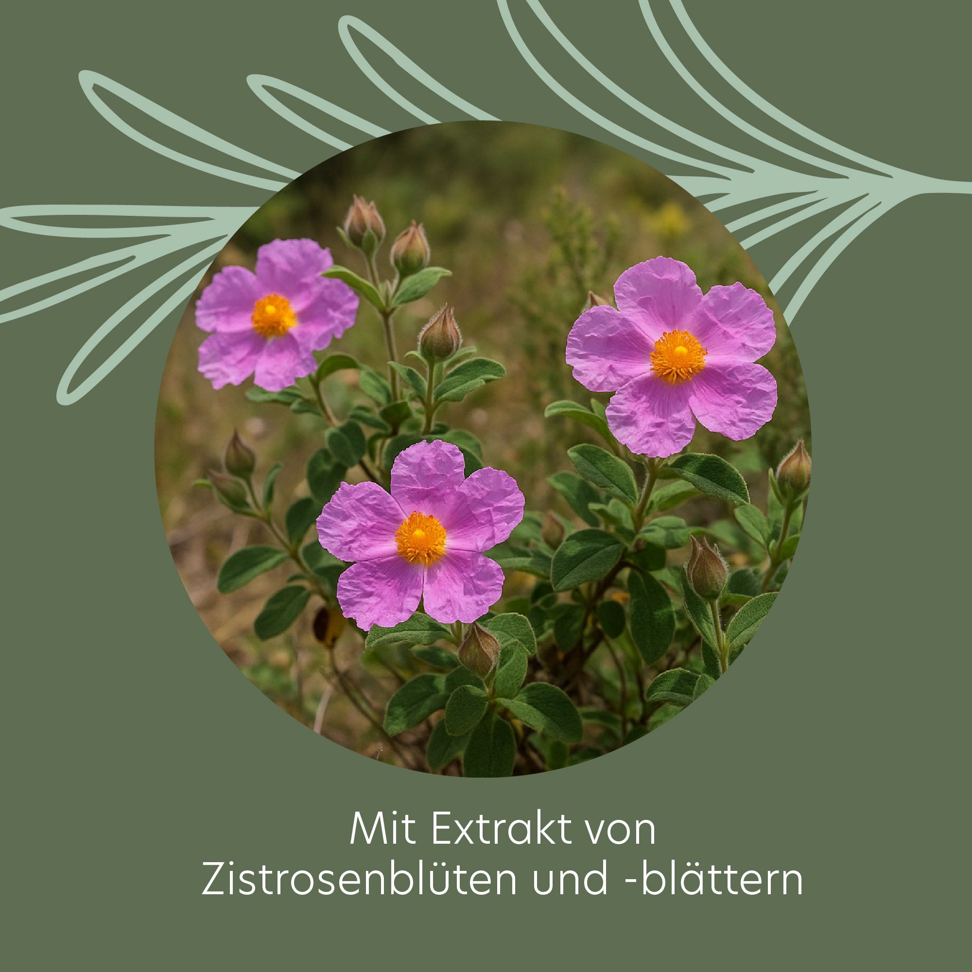 Drei rosa Zistrosenblüten mit gelben Zentren. Umrandet von einem grünen Kreis. Text: Mit Extrakt von Zistrosenblüten und -blättern.