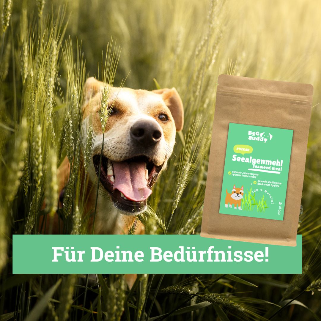BeG Buddy Seealgenmehl zur idealen Jodversorgung