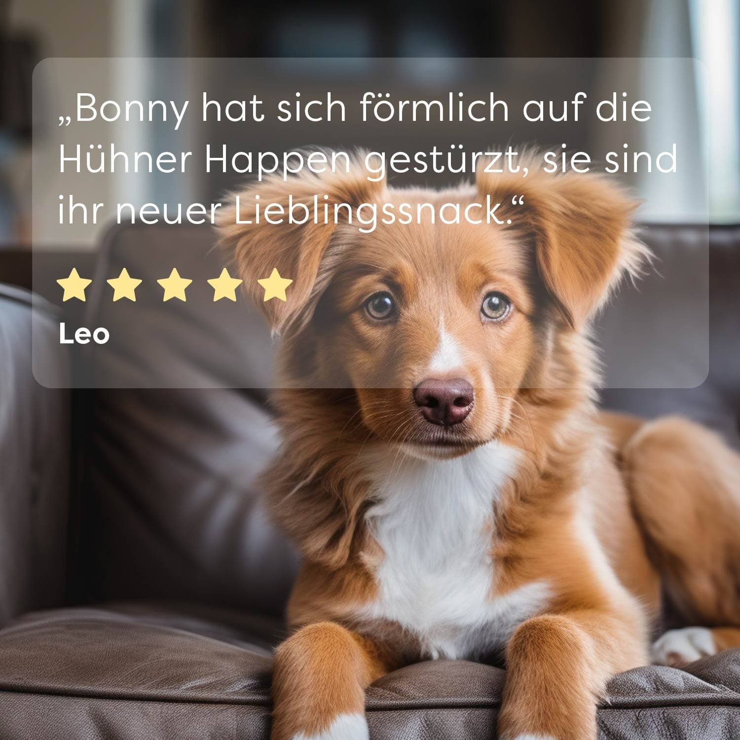 Hund auf Couch. Zitat: "Bonny hat sich förmlich auf die Hühner Happen gestürzt, sie sind ihr neuer Lieblingssnack." Sternebewertung.