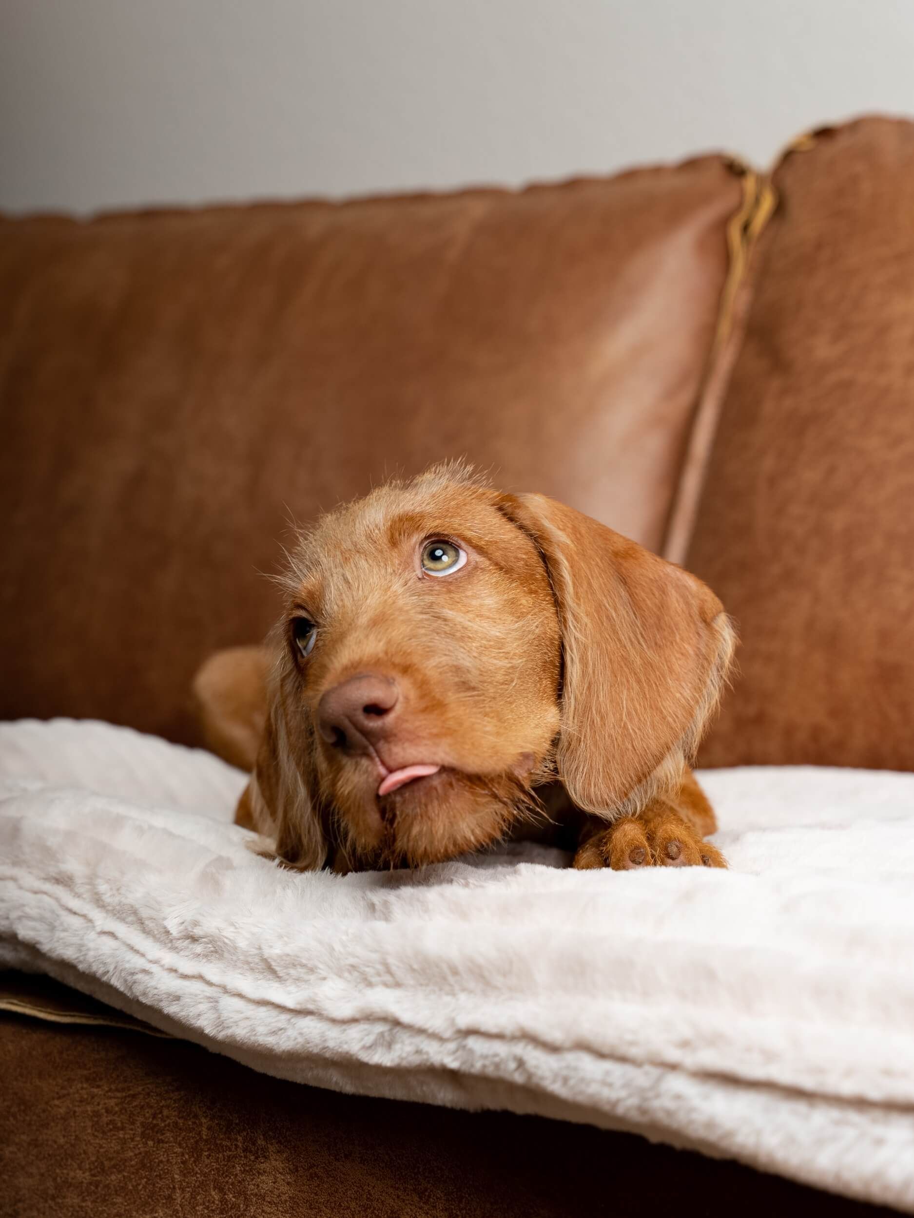 Kleiner Hund liegt auf einer beigen, gefütterten Liegedecke. Braunes Fell, Zunge draußen. Auf braunem Sofa.